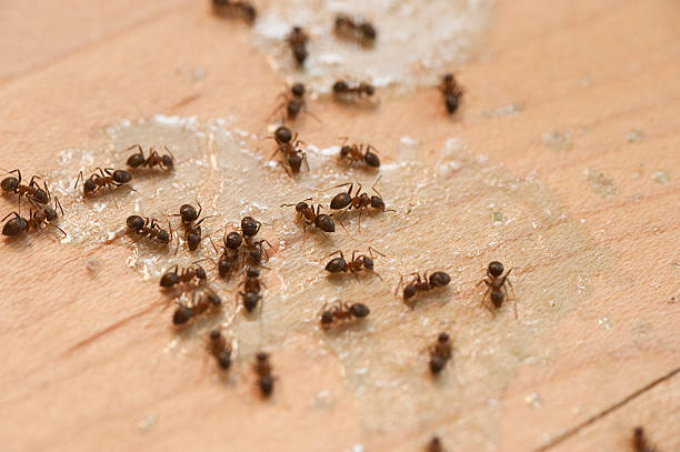 Best Pest Prevention Services  in Erin, TN